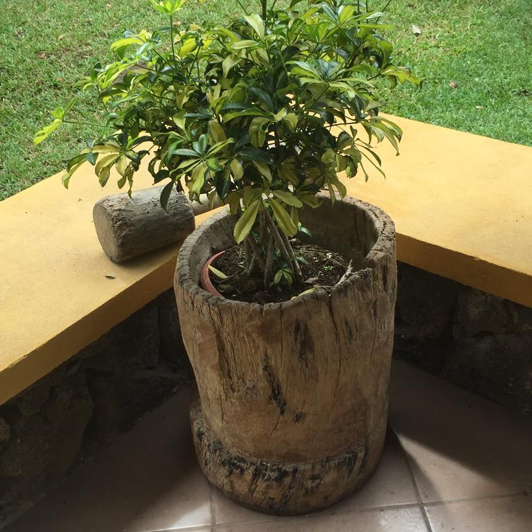 アラフエラ Airport Rio Segundo Studio Bed & Breakfast エクステリア 写真